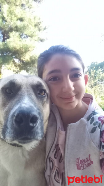 Kangal, Köpek  Paşa fotoğrafı