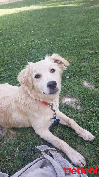 Golden Retriever, Köpek  Lily fotoğrafı