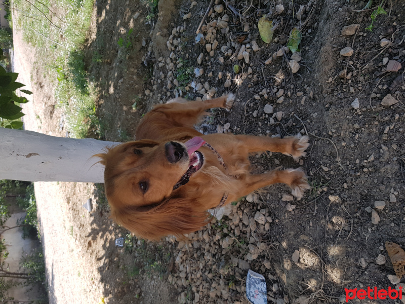Amerikan Cocker Spaniel, Köpek  Ares fotoğrafı