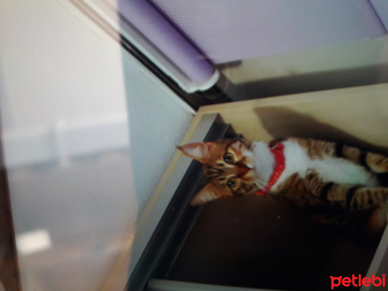 Tekir Kedi, Kedi  Patiş fotoğrafı