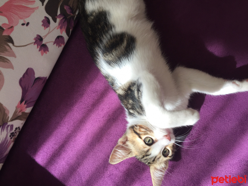 Tekir Kedi, Kedi  boncuk fotoğrafı