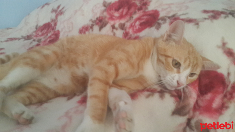 Tekir Kedi, Kedi  zilli fotoğrafı
