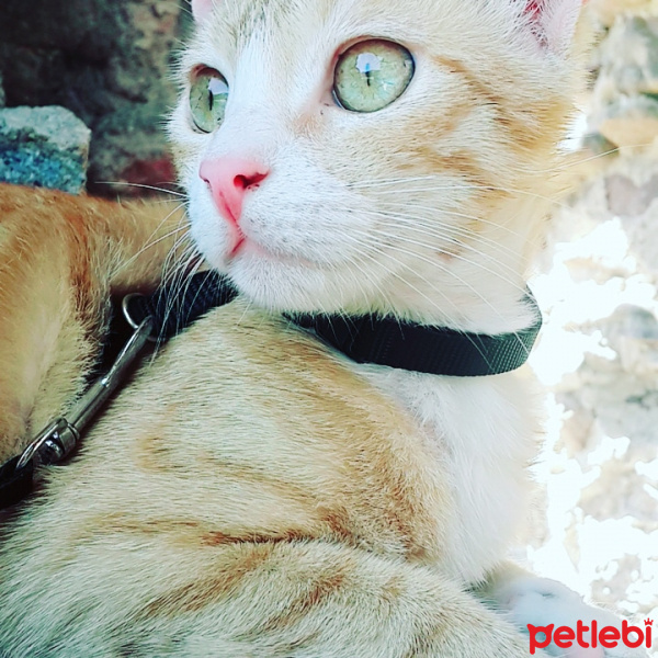 Tekir Kedi, Kedi  zilli fotoğrafı
