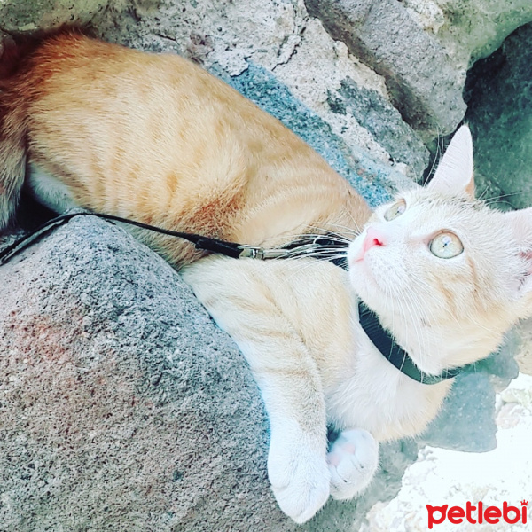 Tekir Kedi, Kedi  zilli fotoğrafı