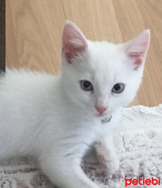 Ankara Kedisi, Kedi  Hector fotoğrafı