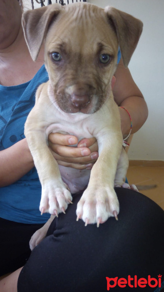 Amerikan Pitbull Terrier, Köpek  Fıstık fotoğrafı