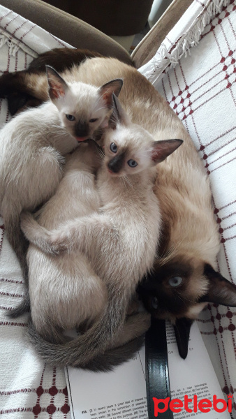 Siyam Kedisi, Kedi  Elis fotoğrafı
