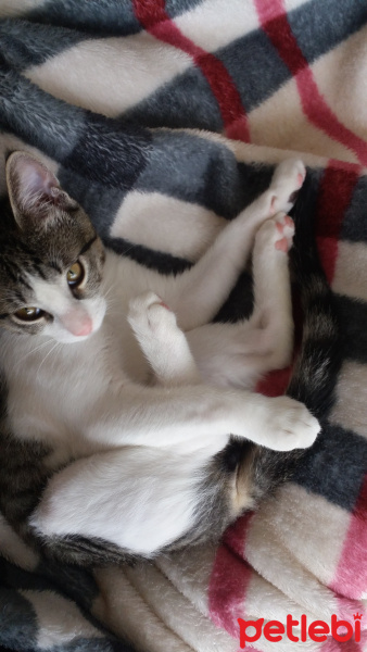Tekir Kedi, Kedi  Carlos fotoğrafı