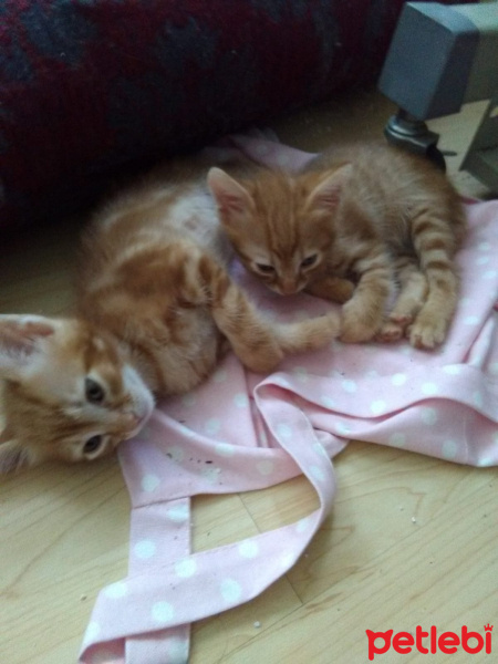 Tekir Kedi, Kedi  Bebek1 fotoğrafı