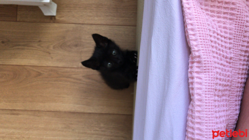 Tekir Kedi, Kedi  Maki fotoğrafı