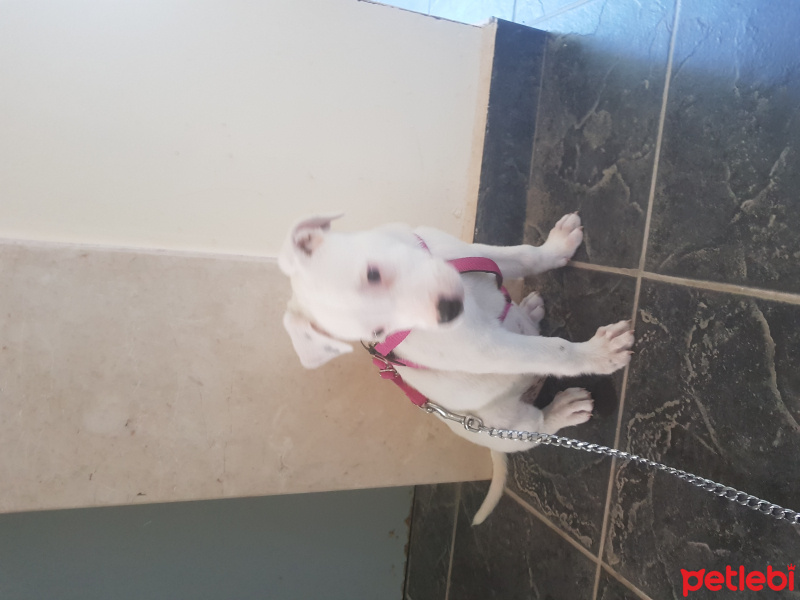 Dogo Arjantin, Köpek  Ice fotoğrafı