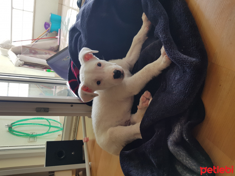 Dogo Arjantin, Köpek  Ice fotoğrafı