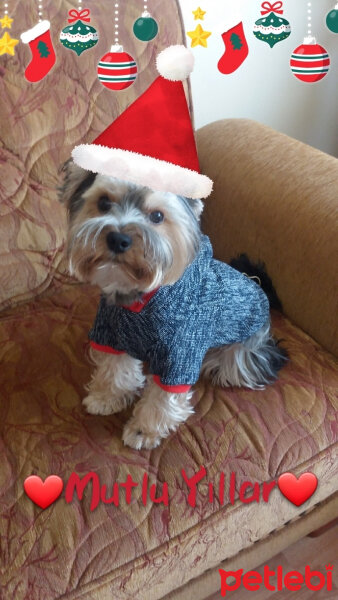 Yorkshire Terrier, Köpek  Lucky fotoğrafı