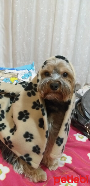 Yorkshire Terrier, Köpek  Lucky fotoğrafı