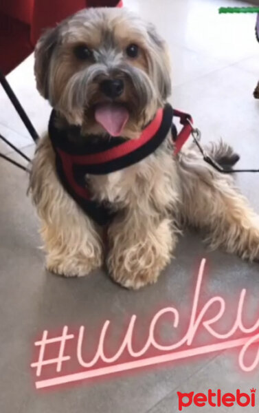 Yorkshire Terrier, Köpek  Lucky fotoğrafı