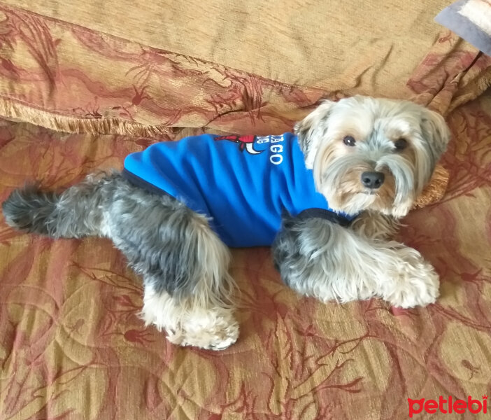 Yorkshire Terrier, Köpek  Lucky fotoğrafı