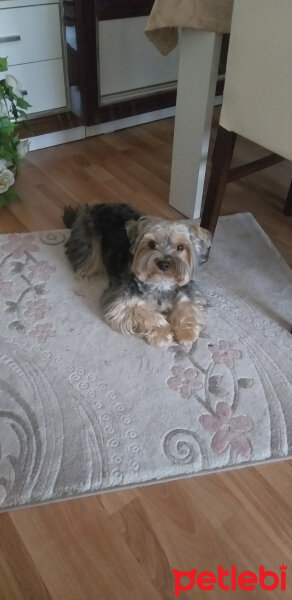 Yorkshire Terrier, Köpek  Lucky fotoğrafı