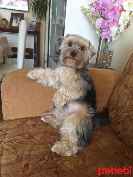 Yorkshire Terrier, Köpek  Lucky fotoğrafı