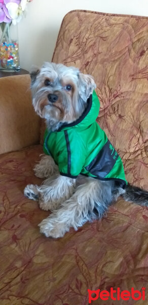 Yorkshire Terrier, Köpek  Lucky fotoğrafı