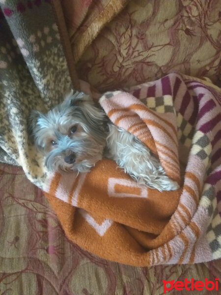 Yorkshire Terrier, Köpek  Lucky fotoğrafı