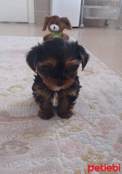 Yorkshire Terrier, Köpek  Lucky fotoğrafı