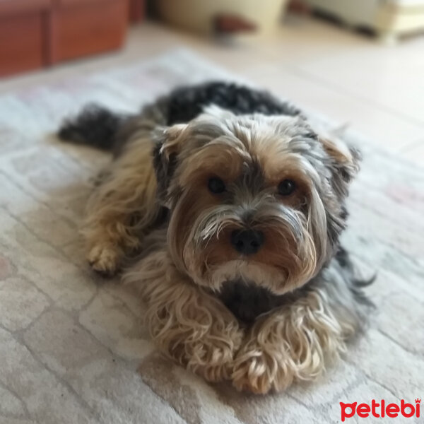 Yorkshire Terrier, Köpek  Lucky fotoğrafı