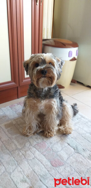 Yorkshire Terrier, Köpek  Lucky fotoğrafı