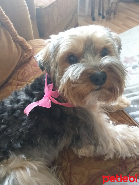 Yorkshire Terrier, Köpek  Lucky fotoğrafı