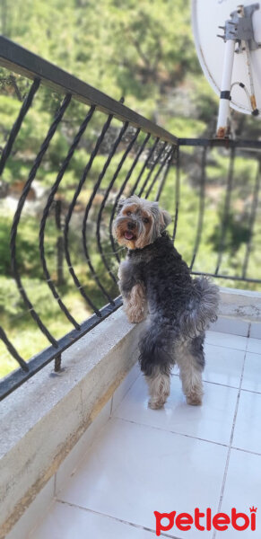 Yorkshire Terrier, Köpek  Lucky fotoğrafı