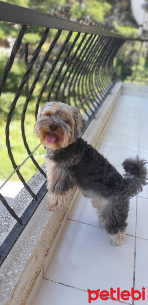 Yorkshire Terrier, Köpek  Lucky fotoğrafı