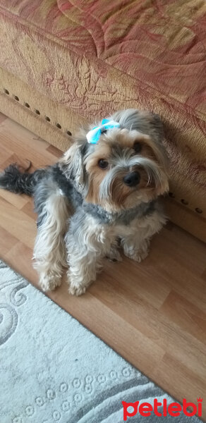 Yorkshire Terrier, Köpek  Lucky fotoğrafı