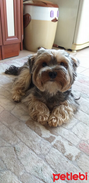 Yorkshire Terrier, Köpek  Lucky fotoğrafı