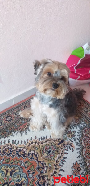 Yorkshire Terrier, Köpek  Lucky fotoğrafı