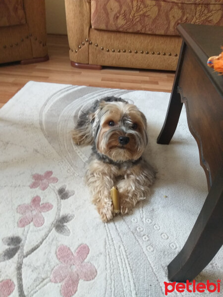 Yorkshire Terrier, Köpek  Lucky fotoğrafı