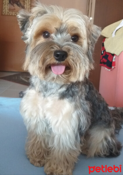 Yorkshire Terrier, Köpek  Lucky fotoğrafı