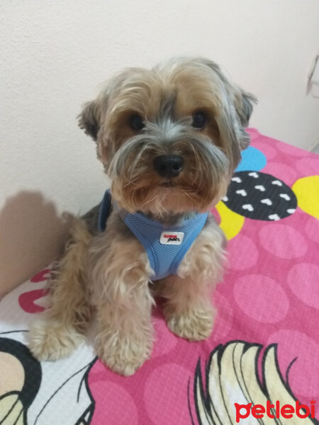 Yorkshire Terrier, Köpek  Lucky fotoğrafı