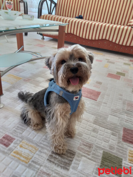 Yorkshire Terrier, Köpek  Lucky fotoğrafı