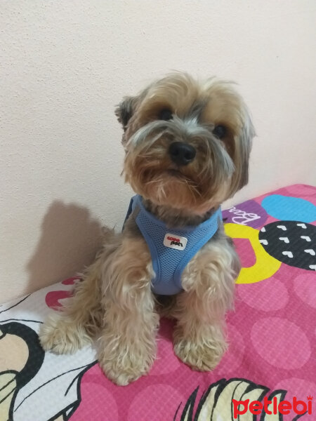 Yorkshire Terrier, Köpek  Lucky fotoğrafı