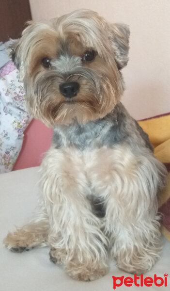 Yorkshire Terrier, Köpek  Lucky fotoğrafı