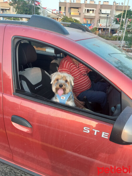 Yorkshire Terrier, Köpek  Lucky fotoğrafı