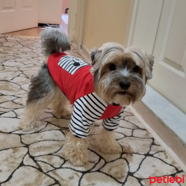 Yorkshire Terrier, Köpek  Lucky fotoğrafı