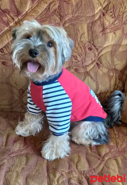 Yorkshire Terrier, Köpek  Lucky fotoğrafı