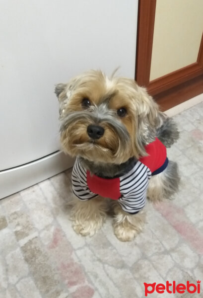 Yorkshire Terrier, Köpek  Lucky fotoğrafı