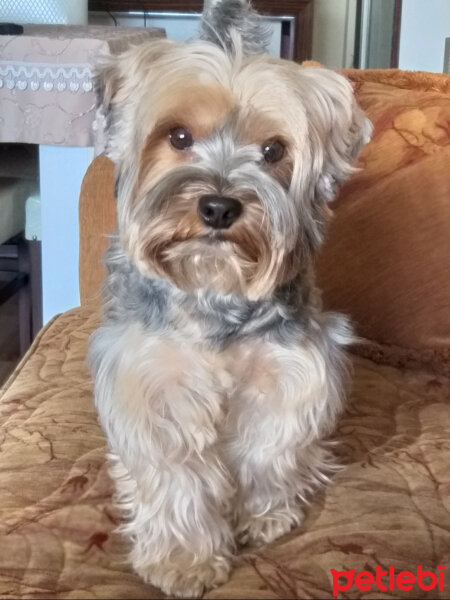 Yorkshire Terrier, Köpek  Lucky fotoğrafı