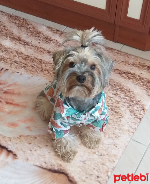 Yorkshire Terrier, Köpek  Lucky fotoğrafı