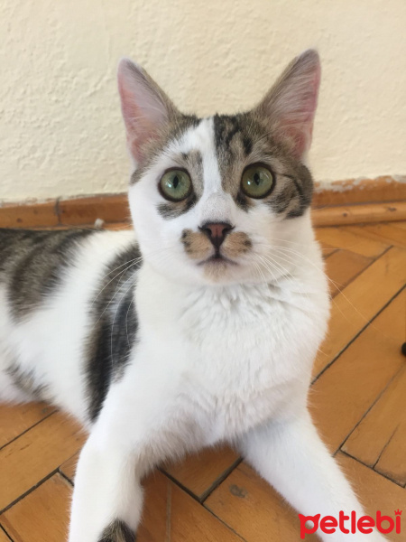 Tekir Kedi, Kedi  Nova fotoğrafı