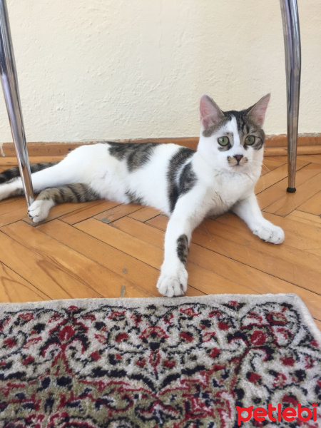 Tekir Kedi, Kedi  Nova fotoğrafı