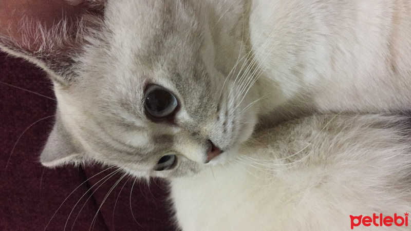 British Shorthair, Kedi  Paşa fotoğrafı