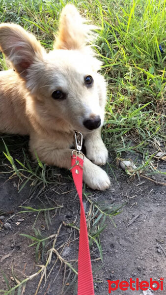 Cairn Terrier, Köpek  FiFi fotoğrafı