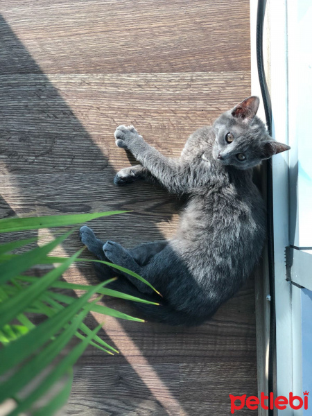 British Shorthair, Kedi  Marvelsu fotoğrafı